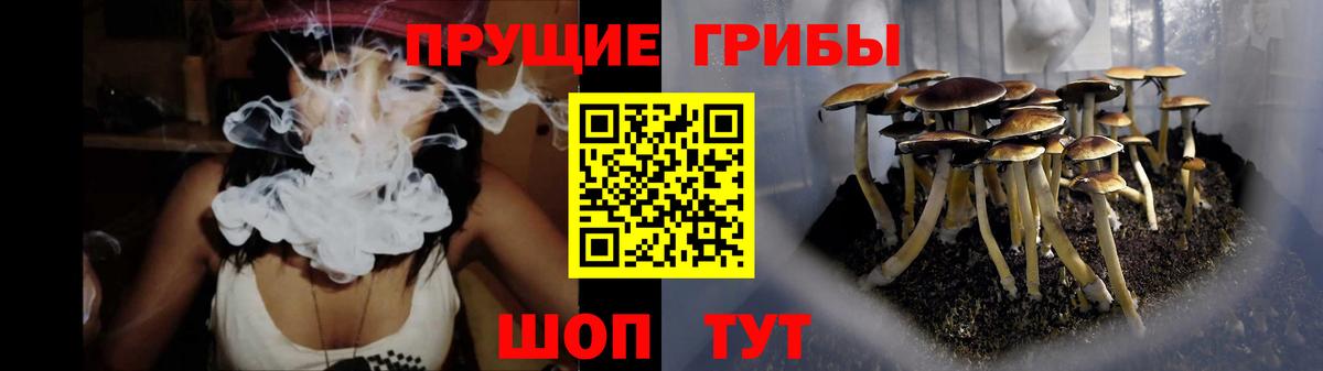 Псилоцибиновые грибы Psilocybine cubensis Узловая